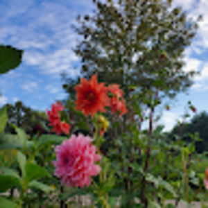 Meet your Posher, Hiba